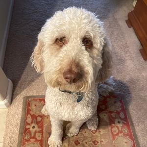 Meet your Posher, Lucy